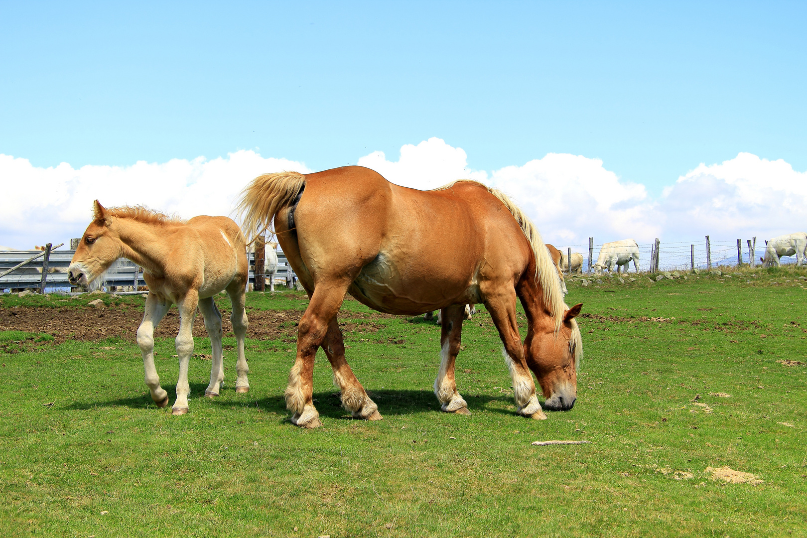 Chevaux aux crinières blondes