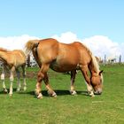 Chevaux aux crinières blondes