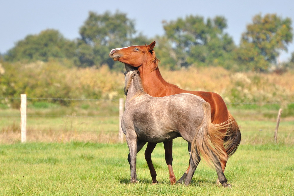 Chevaux calins