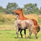 Chevaux calins