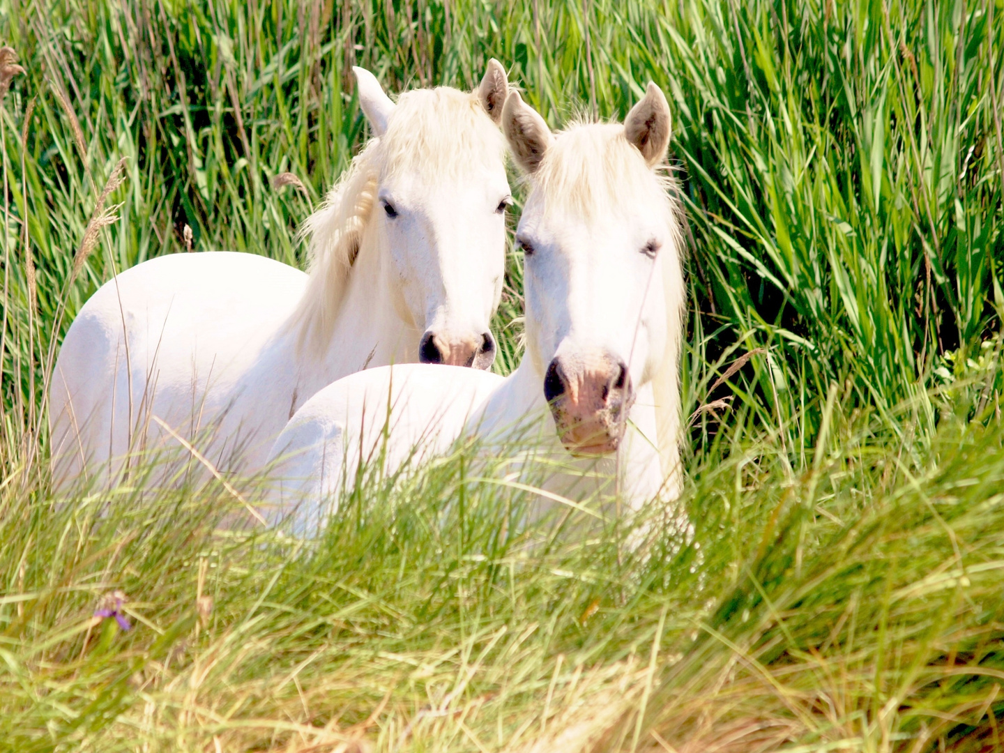 Chevaux camarguais