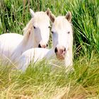 Chevaux camarguais