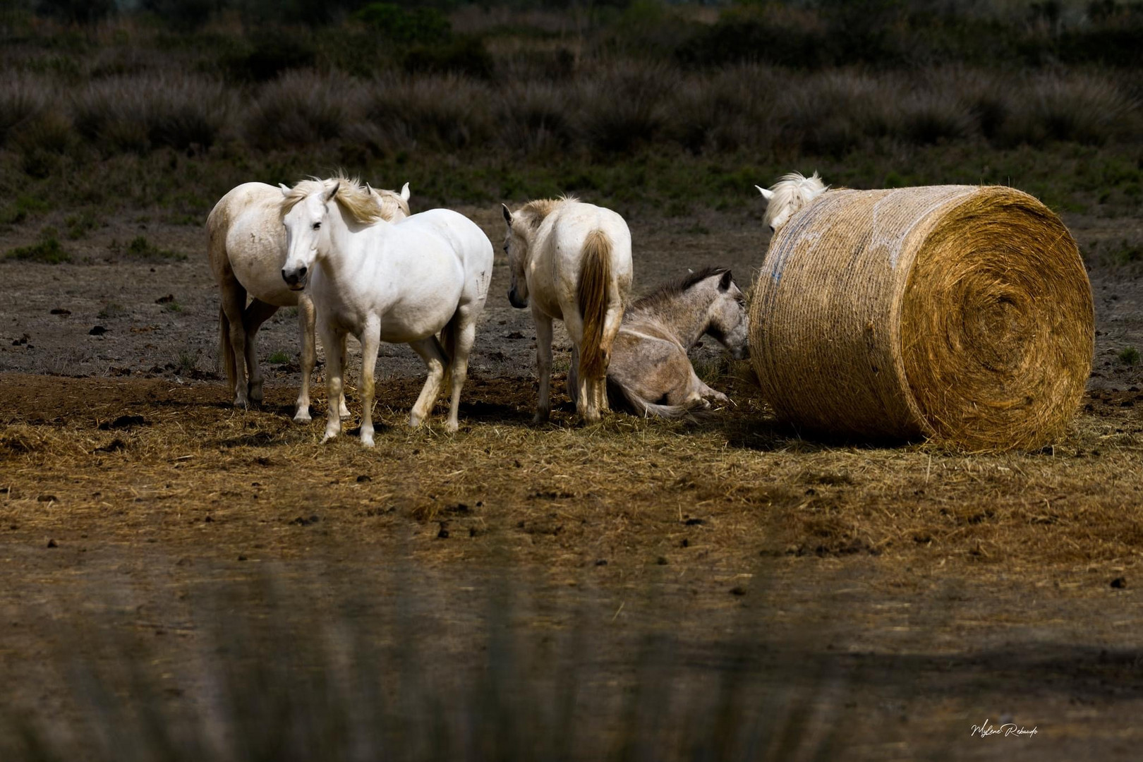 Chevaux Camarguais 