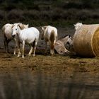 Chevaux Camarguais 