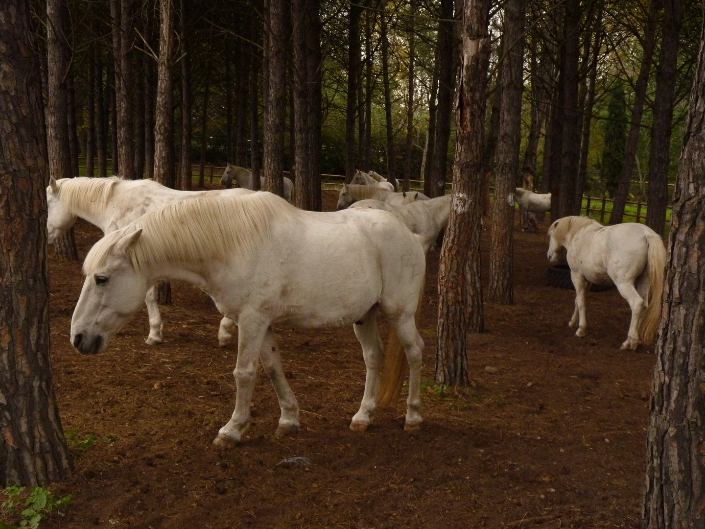 chevaux Camarguais ©