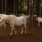 chevaux Camarguais ©