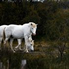 Chevaux Camarguais