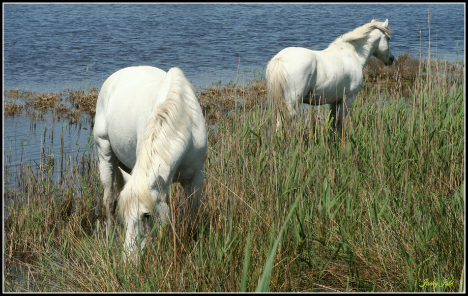 Chevaux camarguais