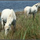 Chevaux camarguais