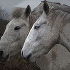 CHEVAUX CAMARGUAIS OPUS 2 ORIGINAL