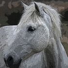 CHEVAUX CAMARGUAIS OPUS 3 ORIGINAL