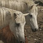 CHEVAUX CAMARGUAIS OPUS 4 ORIGINAL