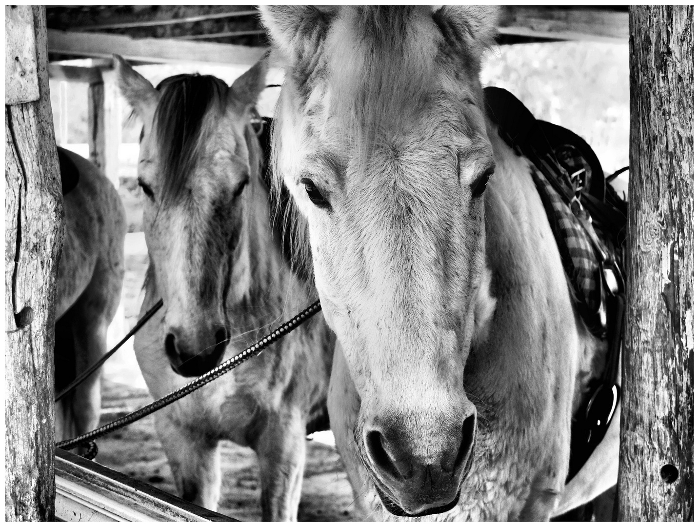 Chevaux-Camargue