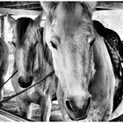 Chevaux-Camargue