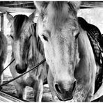 Chevaux-Camargue