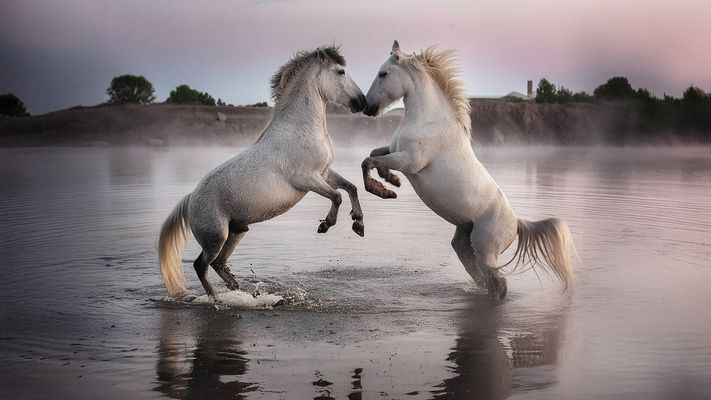 chevaux camargue 