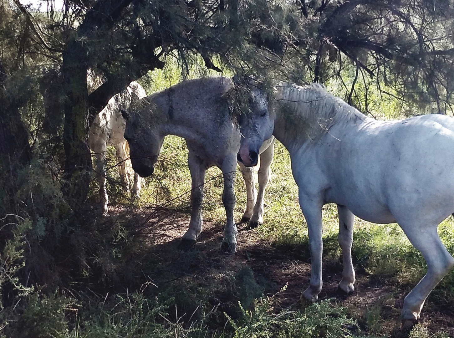 Chevaux Camargue 