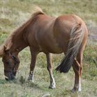 Chevaux (cheveux) au vent