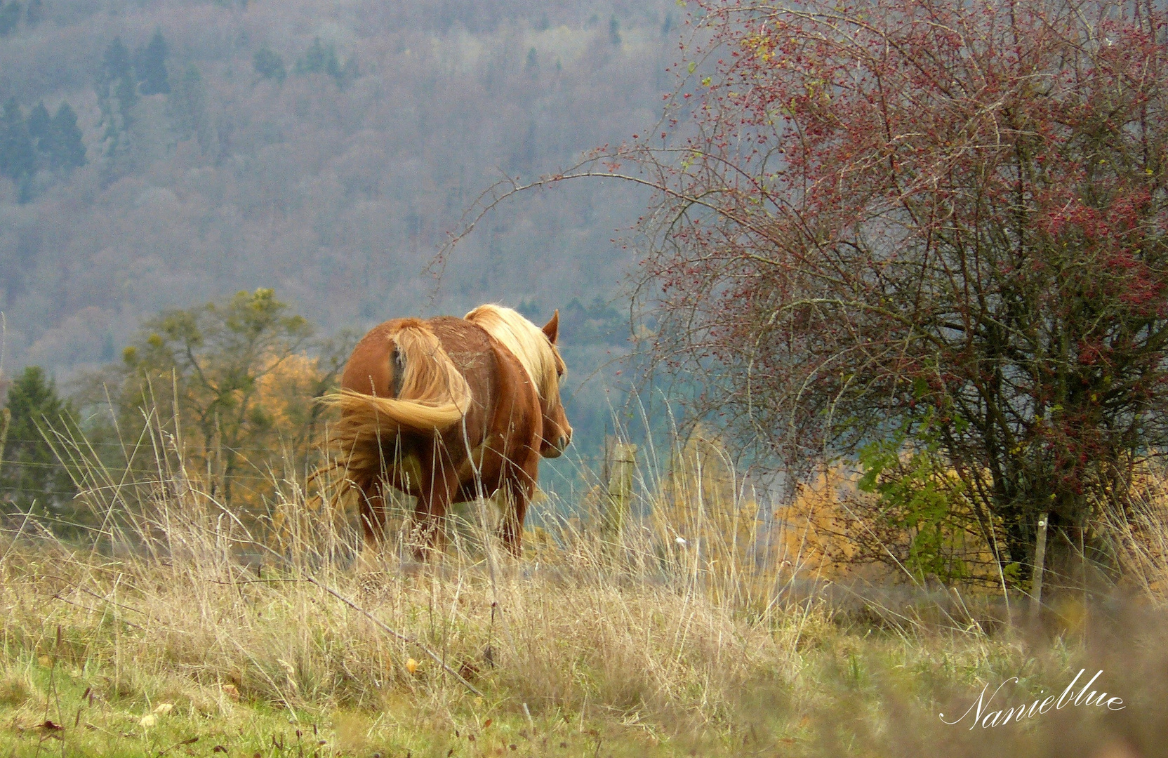 chevaux comtois....