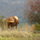 chevaux comtois....