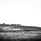 Chevaux côtiers et phare 