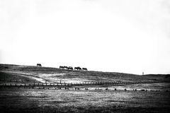 Chevaux côtiers et phare 