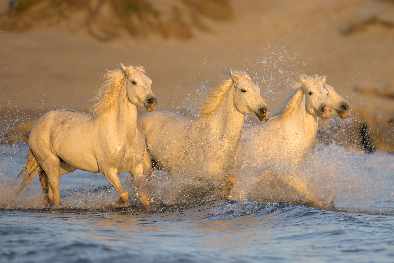 Chevaux