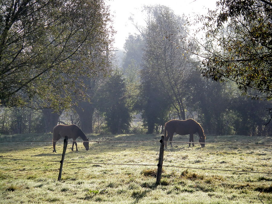 Chevaux dans la brûme...