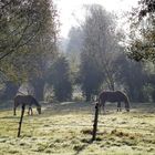 Chevaux dans la brûme...