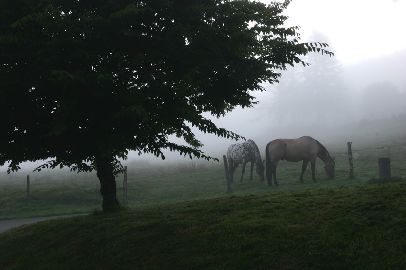 Chevaux dans la brume