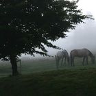 Chevaux dans la brume