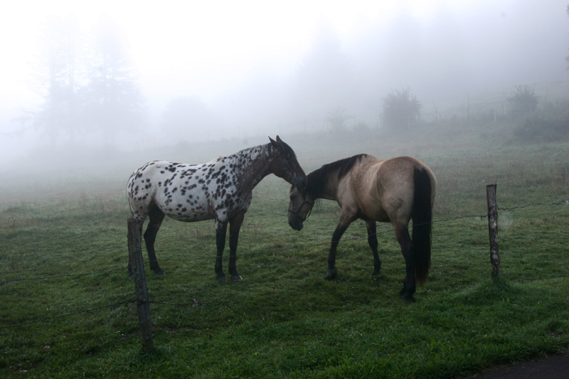 Chevaux dans la brume 2