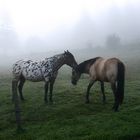 Chevaux dans la brume 2