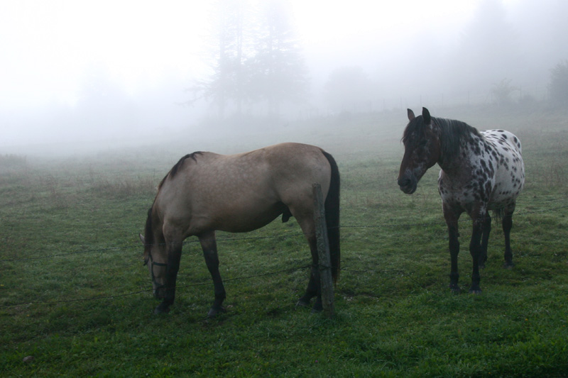 Chevaux dans la brume 3