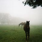 chevaux dans la brume