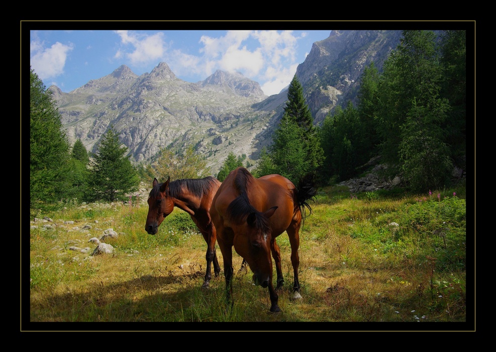 Chevaux dans la vallée de la Gordolasque