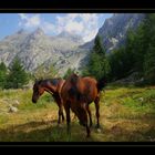 Chevaux dans la vallée de la Gordolasque