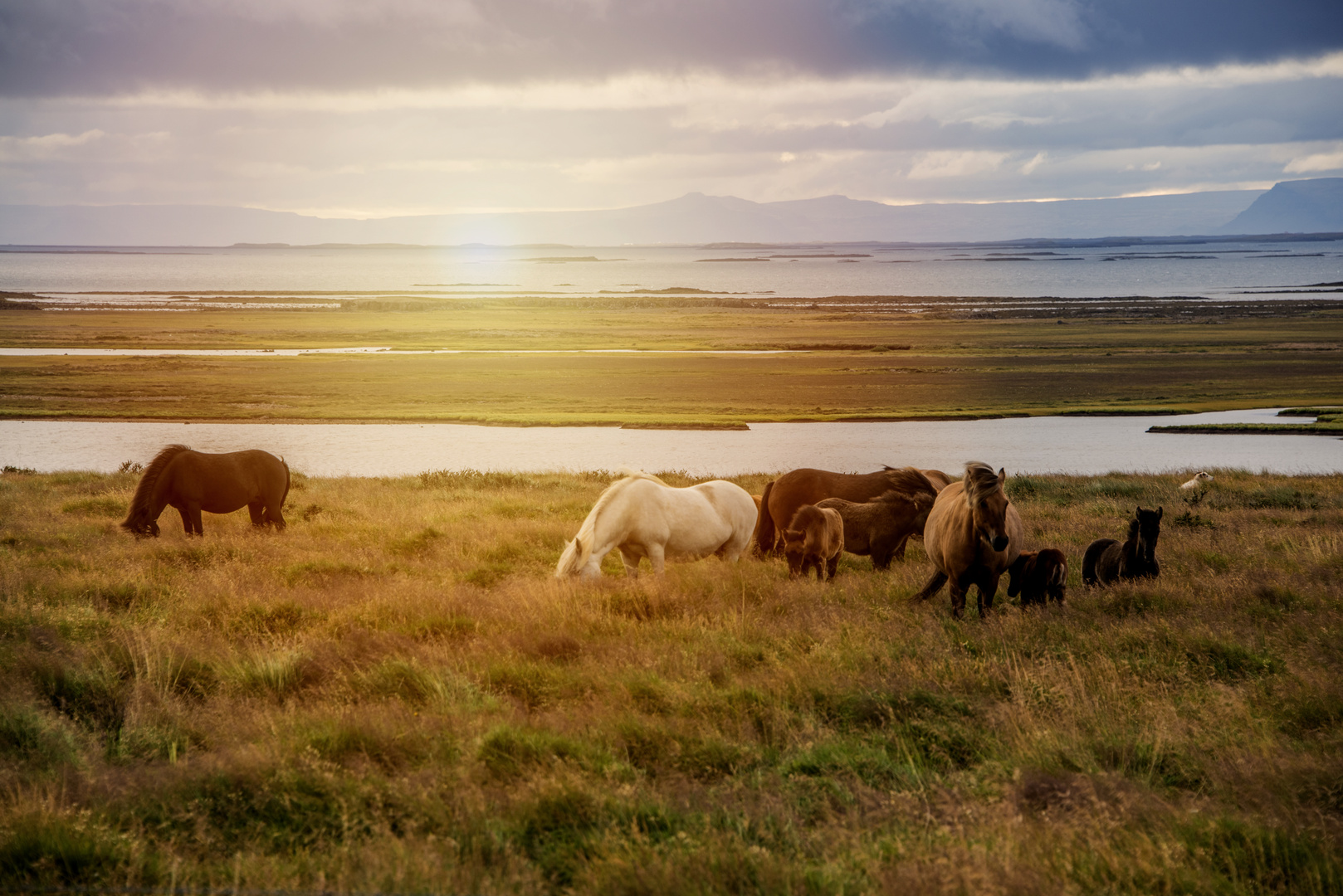 Chevaux dans le couche de soleil