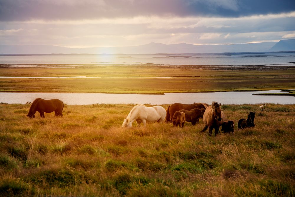 Chevaux dans le couche de soleil