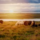 Chevaux dans le couche de soleil