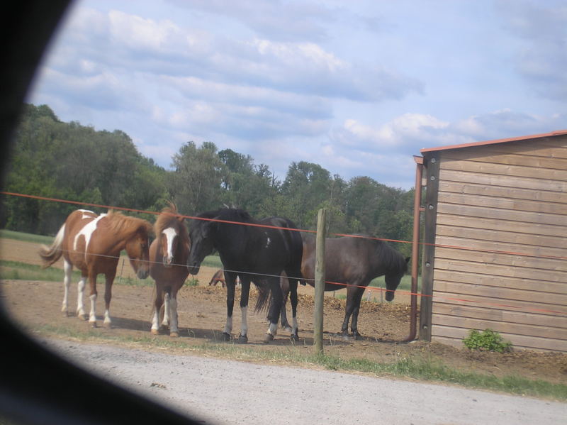 Chevaux dans un rétroviseur de voiture