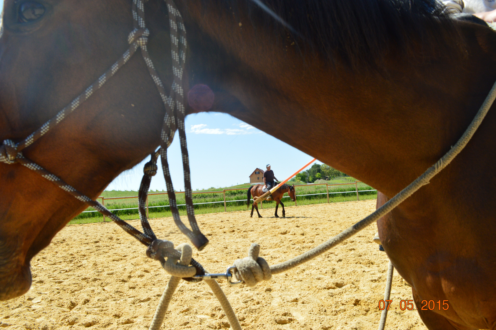 chevaux