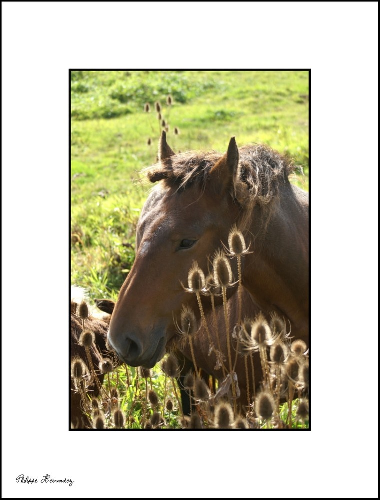 Chevaux de Camargue