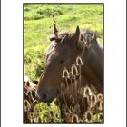 Chevaux de Camargue