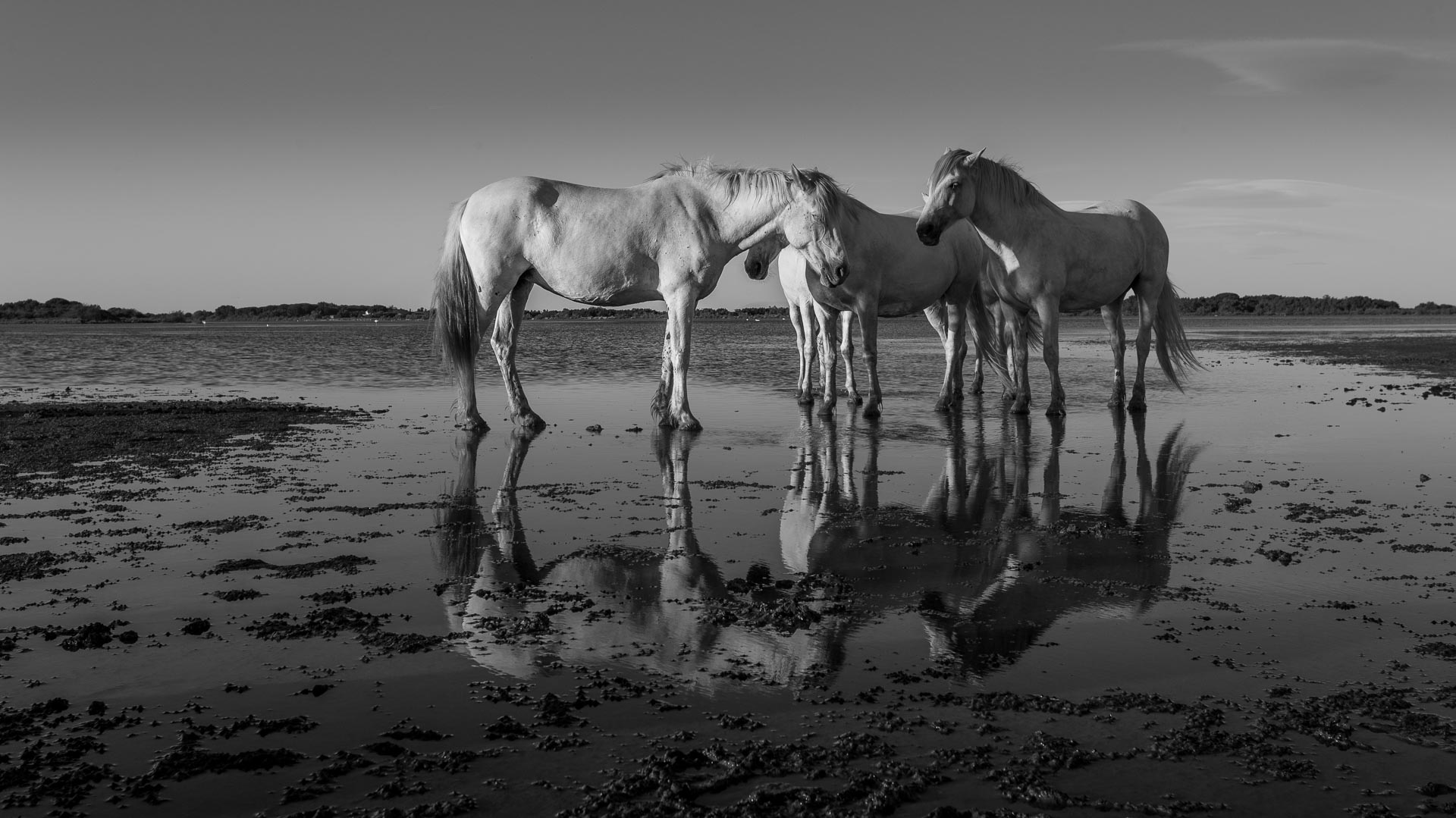 Chevaux de Camargue