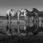 Chevaux de Camargue