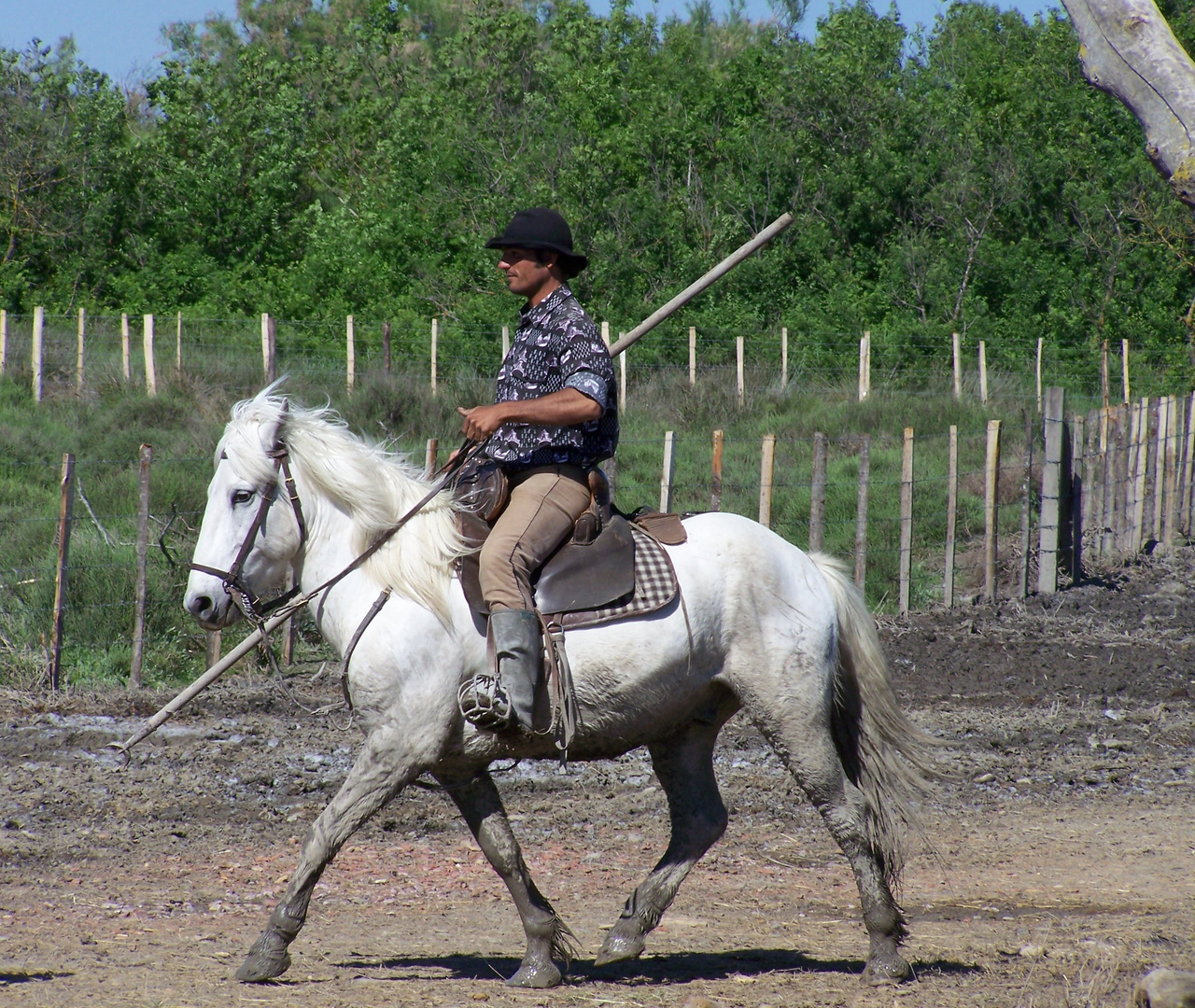 chevaux de Camargue avec un gardian