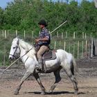 chevaux de Camargue avec un gardian