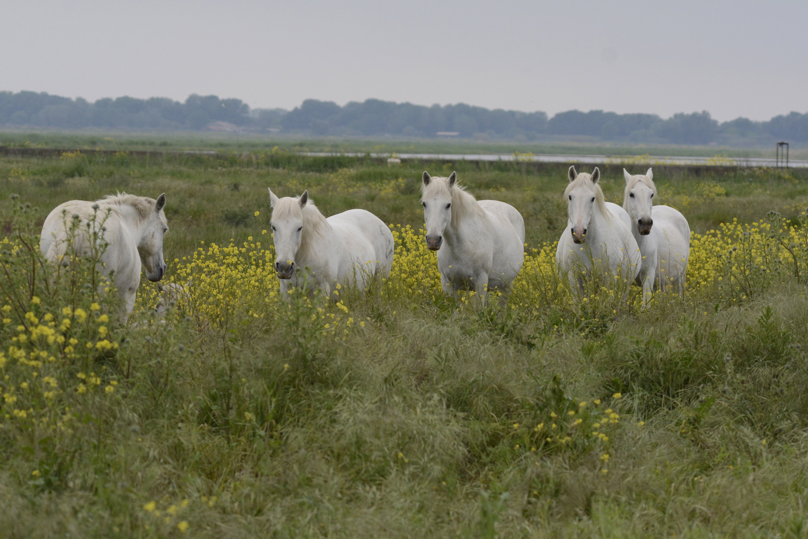 chevaux de Camargue