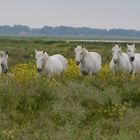 chevaux de Camargue